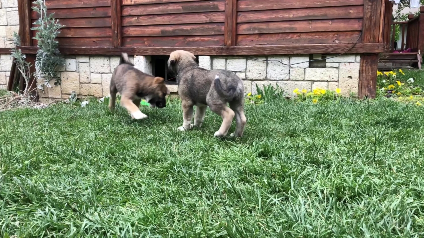 Животные сада. The dog play in the garden. Джек-рассел-терьер и корги. Лабрадор ретривер золотистый. Джек рассел фото.