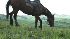 Beautiful sunset video of a horse in the Altai Mountains. Horse stinging grass on a big green meadow in summer