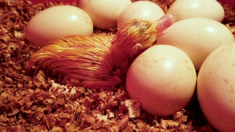 Newborn yellow duckling rests in nest surrounded by eggs, falls asleep