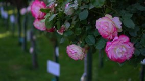 Roses in blossom slow motion cinematic video 