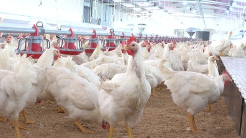View of hens and roosters inside a modern poultry house 
