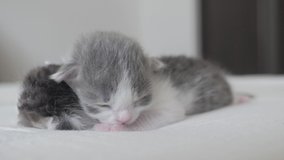 funny video two lifestyle cute newborn kittens sleep teamwork on the bed. pets concept pets concept. little cats striped sleep on a white background