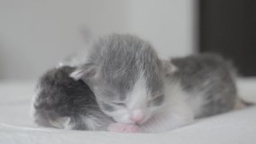 funny video two cute newborn kittens sleep teamwork on the bed. pets concept pets concept. little lifestyle cats striped sleep on a white background
