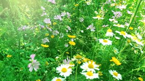 Field of flowers, moving background, summer, spring video, pretty-background