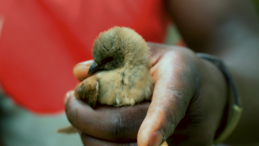 Bird in the hands, holding a bird, bird flying away, African birds. letting go, fly away