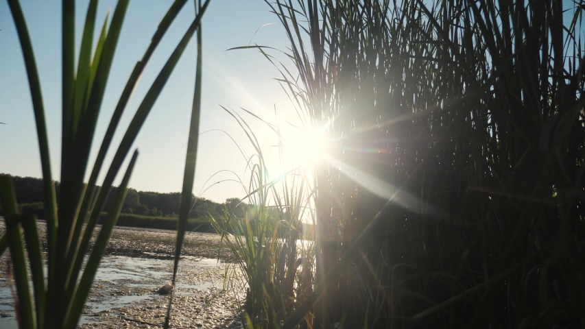 pond with reeds nature wild sunset landscape sunlight. lake lifestyle with reeds the nature Russia. Sunset on the lake evening