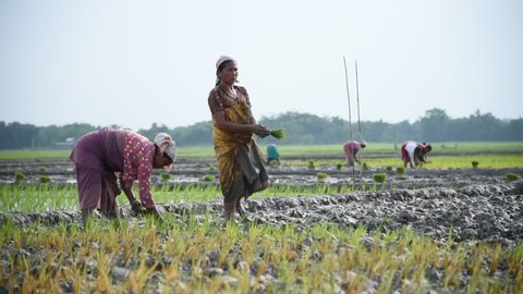 Baska, Assam, India. July 1, 2019. Tribal women plant rice saplings at a paddy field at Baghmara village in Baska district of Assam.