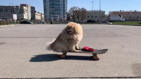 funny happy dog on the skateboard, pomeranian spitz puppy riding the skateboard and smiling. Summertime, in the city
