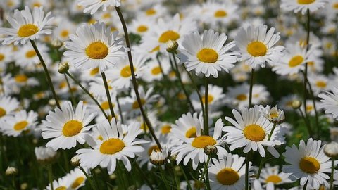 Daisy flowers in summer on a green field