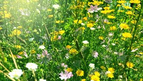 4K Field of flowers, moving background, beautiful colours, summer, spring, pretty-background