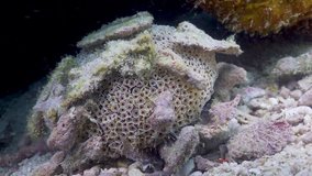 Flower Urchin at the Philippines
Filmed with Sony AX700 100FPS HD
Gates Underwater Housing