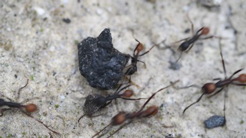Macro view of a column of army ants moving along a path 
