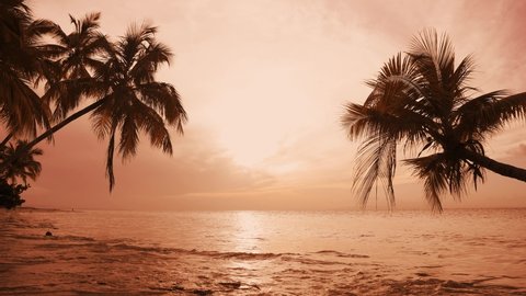 Sunrise on tropical Palm Beach. Sunset palm trees, sea clouds. Pink sunset on paradise beach. Peaceful background of perfect sea shore. Exotic summer Sunrise
