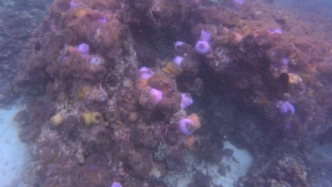 Sea anemone in the ocean
