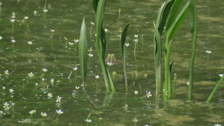 Pointing frog take it in a green windy pond.