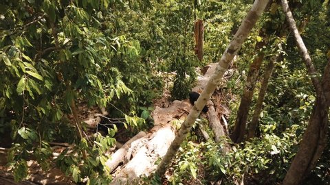 the endangered malayan sun bears roam the rainforest floor in their natural habitat of Borneo