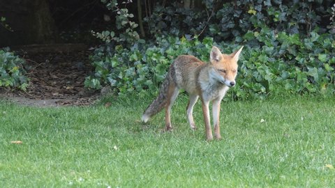 A fox in a park standing on the grass then leaving.