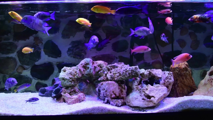 African malawi cichlid swimming in tropical aquarium with beautiful stones and background (OB Peacock, yellow Malawi Peacock, Malawi Eye Biter,  Demasoni Cichlid) | Shutterstock HD Video #1032777482