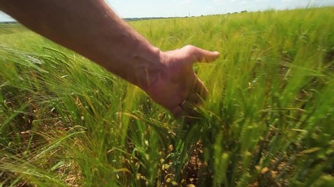 Hand in wheat field. Hand sliding on rye. Hand touching wheat field ears. Wheat field with farmer's hand. 