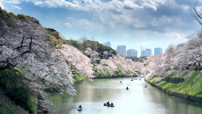 Panoramic view of Imperial Palace with cherry blossoms reflected in the moat during people navigate boats at Chidorigafuchi Park. Camera fixed-Angle neutral-Long shoot. Daytime. TOKYO JAPAN 02-04-2019 Royalty-Free Stock Footage #1032785324