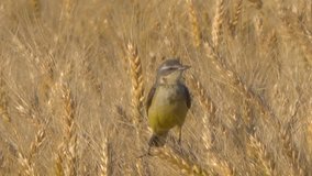 yellow-headed wagtail male sits on an ear of a wheat field in the evening. Summer season. 4k relax video with nature sounds.
