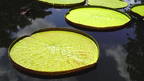 Large lotus leaf Victoria waterlily asia tropical area Phuket Thai Pool