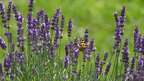 butterfly collects nectar in lavender flowers in the countryside. Summer season. 4k relax video with nature sounds.
