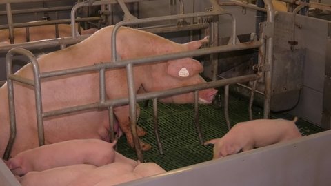 Farrowing crates in pig farms. Mother Pig Takes Care of Her Piglets. Small suckling pigges feed on pig mother’s milk. Farm, swine agricultural business.
