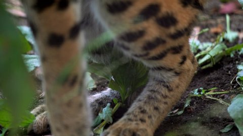 This closeup video shows the spotted paws and legs of a wild big serval cat digging and bucking in the jungle floor.