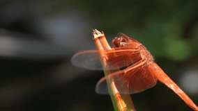 This close up epic macro slow motion video shows a beautiful golden winged skimmer red dragonfly sitting on a plant and then taking off into flight.