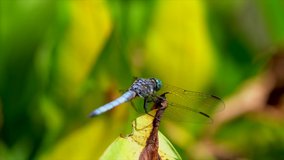 This close up epic macro video shows a beautiful blue dragonfly sitting on plant and fluttering it's interesting looking wings.