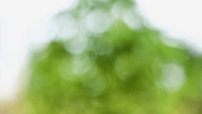 Abstract forest bokeh motion background
