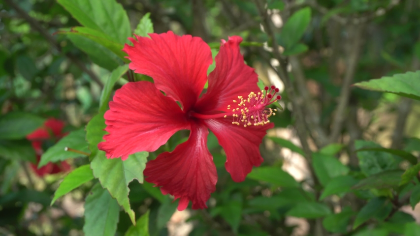 Close Up Hibiscus Rosa Sinensis Pollen Stock Footage Video 100 Royalty Free 1032805700 Shutterstock