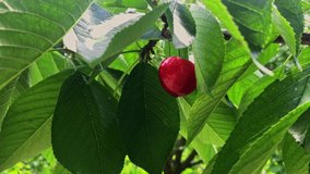 Close up macro video of fresh red cherries on the tree. 4K UHD.