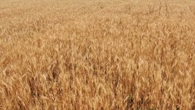 Wheat Field. Ears of wheat close up. Harvest and harvesting concept. Field of golden wheat swaying. Nature landscape. Peaceful scene. Background Health Concept 4k video