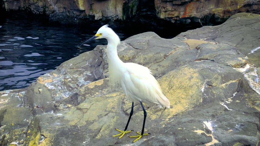 Snowy Egret standing by the water