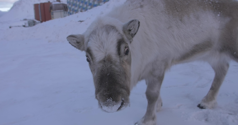 A wild deer walks and looks into the camera. Arctic deer is looking for food. Church on the hill. Local homes and people. Mountains and snow covered hills. Norway, Spitzbergen, 4K