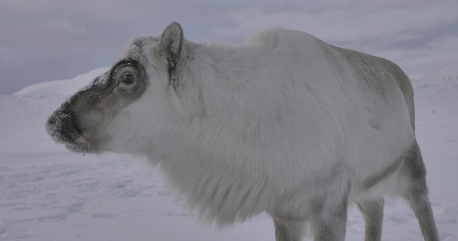 A wild deer is looking into the camera. Arctic deer. Wild nature. Wild animals. Winter. Mountains and snow covered hills. Norway, Spitzbergen, 4K