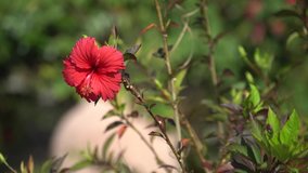 Red hibiscus in the natural environment