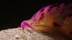 Macro close up video of a pink Nudibranch sea creature moving along the ocean sand