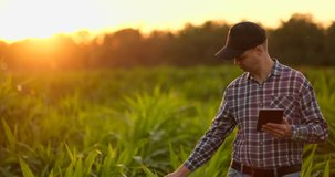 Lens flare: farmer with a tablet to monitor the harvest, a corn field at sunset. Man farmer with a tablet monitors the crop, corn field at sunset, slow motion video.