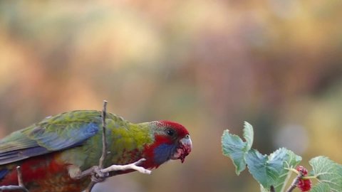 Rosella eating red berries at dawn whilst singing