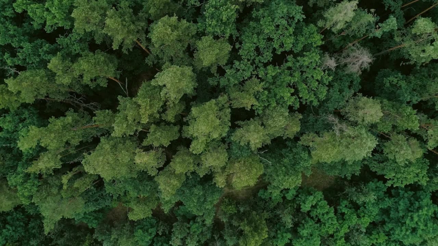 Flying over tree tops. Green forest aerial view. Wildlife nature scenery | Shutterstock HD Video #1032821993
