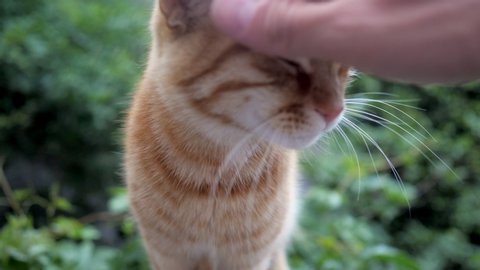 First person view of cute red cat feeling relaxing pleasing and happy when been cuddling by an owner, close-up