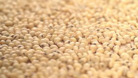 Soybeans slow motion rotating background video