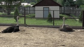 Full HD video of Ostrich in zoo - adult bird lying down during mid day heat