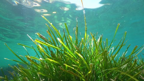 Posidonia oceanica sea grass under water surface in the Mediterranean sea, French Riviera, France