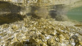 Eurasian minnow fish school underwater in a river, France, Pyrenees Orientales