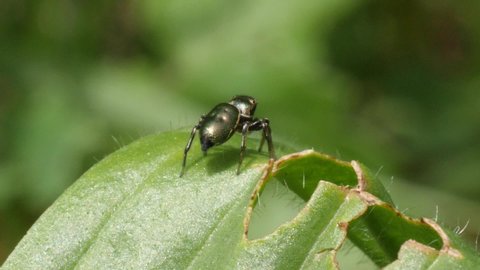Macro shot of a small jumping spider walking over a green leave in slow motion.