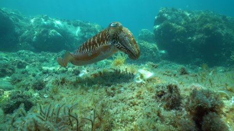 A common cuttlefish, Sepia officinalis, underwater in the Mediterranean sea, France